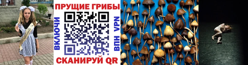 Купить  Новошахтинск  Галлюциногенные грибы Cubensis 